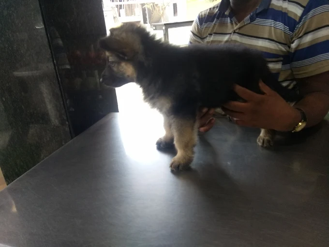 Government Veterinary Clinic, Nandini Layout Veterinary Clinic in Nandini Layout, Bengaluru — Facility Photo 3