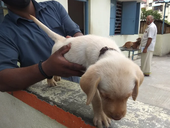 Government Veterinary Clinic, Nandini Layout Veterinary Clinic in Nandini Layout, Bengaluru — Facility Photo 4