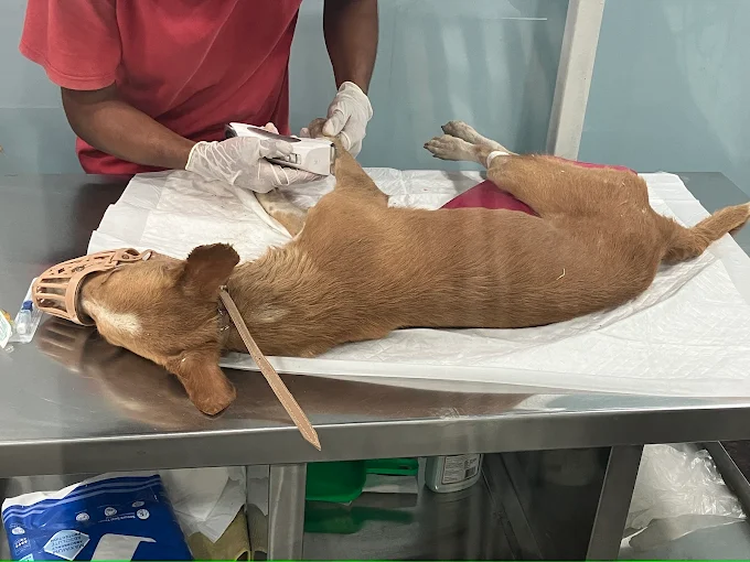 Iris Pet Clinic Veterinary Clinic in Manikonda, Hyderabad — Facility Photo 3