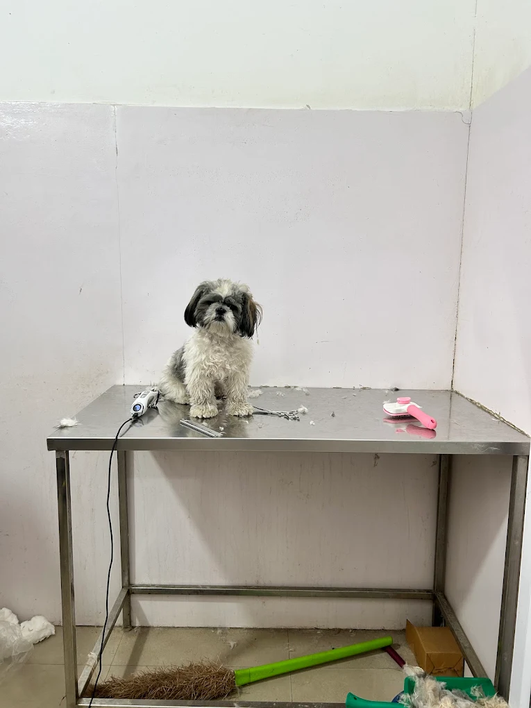 i-Vet Pet Clinic Veterinary Clinic in Bommanahalli, Bengaluru — Facility Photo 3