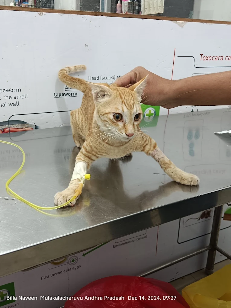 i-Vet Pet Clinic Veterinary Clinic in Bommanahalli, Bengaluru — Facility Photo 4