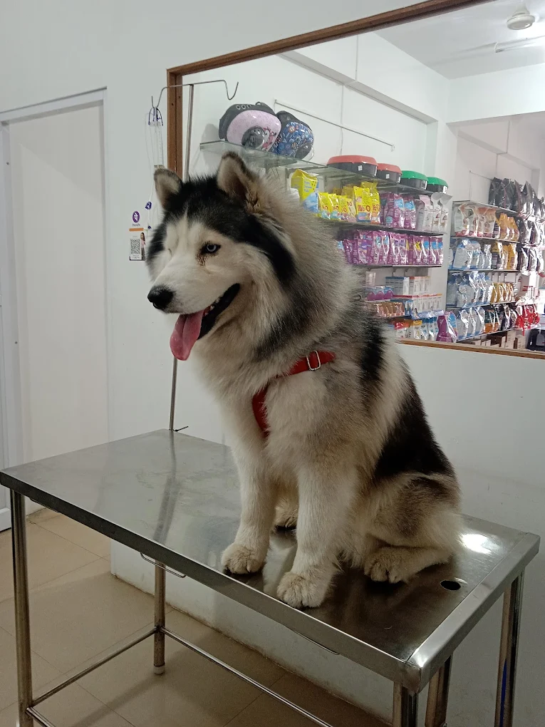 i-Vet Pet Clinic Veterinary Clinic in Bommanahalli, Bengaluru — Facility Photo 6