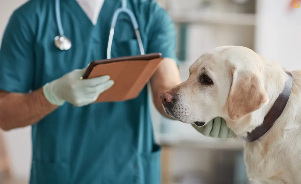 Vetcare, Padmarao Nagar Veterinary Clinic in Padmarao Nagar, Hyderabad — Facility Photo 2