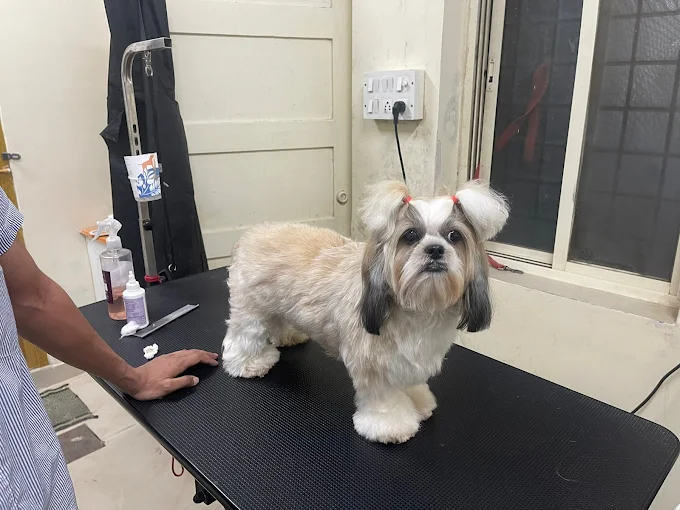 Jeeva Pet Hospital, JP Nagar Veterinary Clinic in JP Nagar, Bengaluru — Facility Photo 2