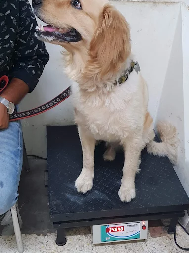 Jeeva Pet Hospital, JP Nagar Veterinary Clinic in JP Nagar, Bengaluru — Facility Photo 3