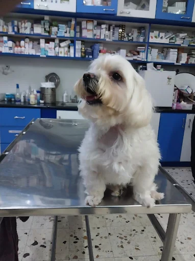 Jeeva Pet Hospital, JP Nagar Veterinary Clinic in JP Nagar, Bengaluru — Facility Photo 4