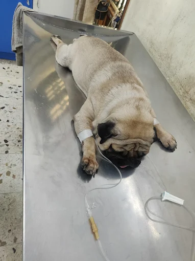 Jeeva Pet Hospital, JP Nagar Veterinary Clinic in JP Nagar, Bengaluru — Facility Photo 5