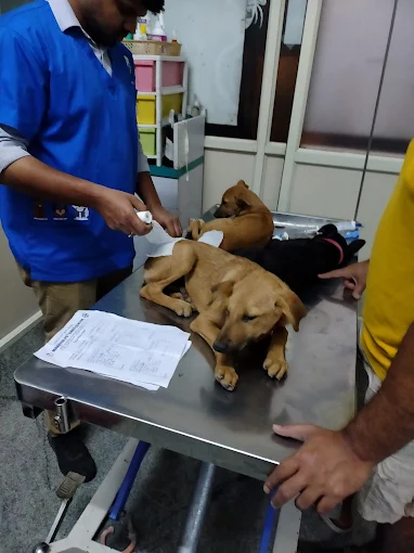 Maruthi Pet Care Centre Veterinary Clinic in Naagarabhaavi, Bengaluru — Facility Photo 2