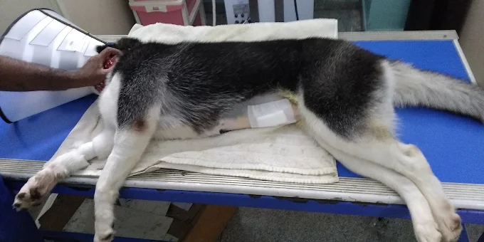 Maruthi Pet Care Centre Veterinary Clinic in Naagarabhaavi, Bengaluru — Facility Photo 3