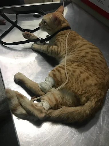 Maruthi Pet Care Centre Veterinary Clinic in Naagarabhaavi, Bengaluru — Facility Photo 4