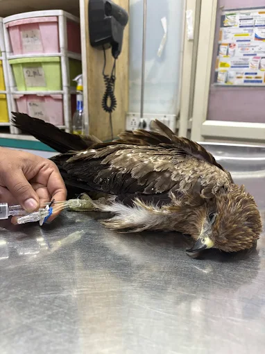 Maruthi Pet Care Centre Veterinary Clinic in Naagarabhaavi, Bengaluru — Facility Photo 7