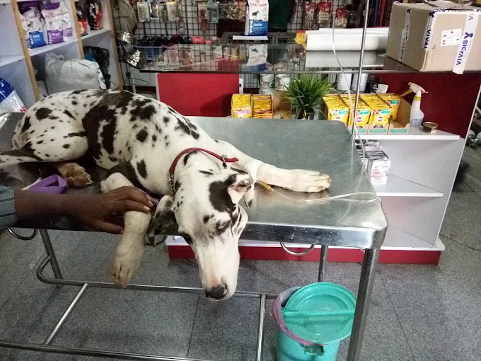 Maruthi Pet Care Centre Veterinary Clinic in Naagarabhaavi, Bengaluru — Facility Photo 5
