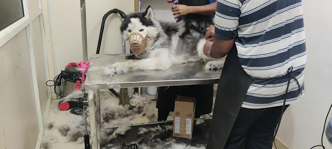 Paws And Claws Pet Clinic and Shoppe, Abbigere Veterinary Clinic in Abbigere, Bengaluru — Facility Photo 6