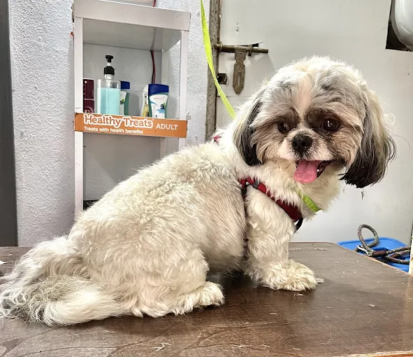 Paws and Claws Pet Clinic And Shoppe, Basaveshwar Nagar Veterinary Clinic in Basaveshwar Nagar, Bengaluru — Facility Photo 4