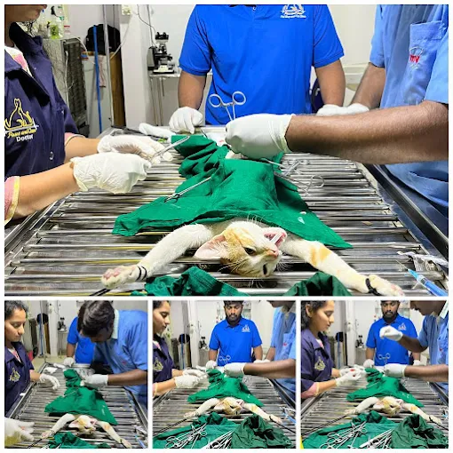 Paws and Claws Pet Clinic And Shoppe, Basaveshwar Nagar Veterinary Clinic in Basaveshwar Nagar, Bengaluru — Facility Photo 5