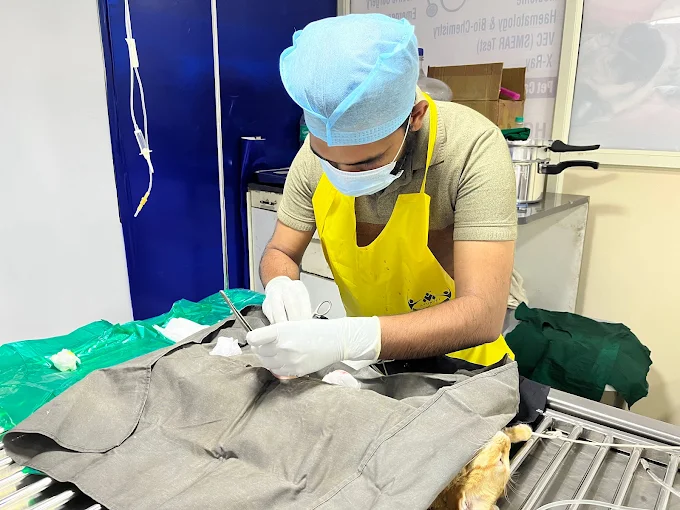 Paws and Claws Pet Clinic And Shoppe, Basaveshwar Nagar Veterinary Clinic in Basaveshwar Nagar, Bengaluru — Facility Photo 6