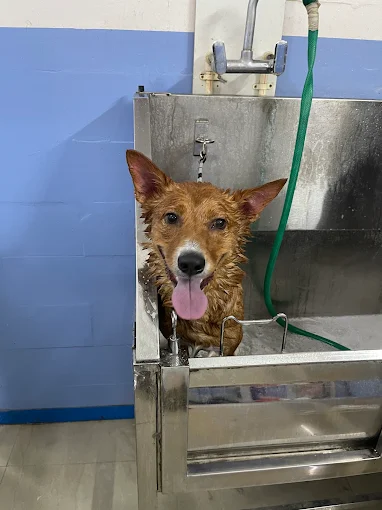 Paws Valley Pet Hospital Kaggadaspura Veterinary Clinic in Kaggadasapura, Bengaluru — Facility Photo 5