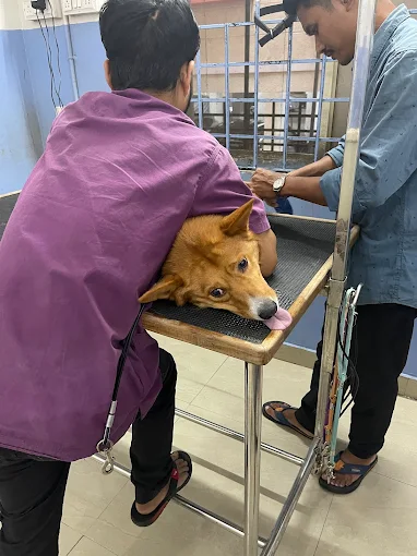 Paws Valley Pet Hospital Kaggadaspura Veterinary Clinic in Kaggadasapura, Bengaluru — Facility Photo 8