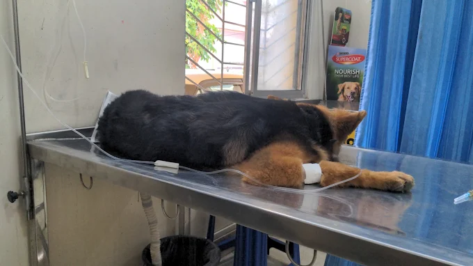 Pets Plaaza – Pet Shop and Clinic Veterinary Clinic in Basaveshwar Nagar, Bengaluru — Facility Photo 3