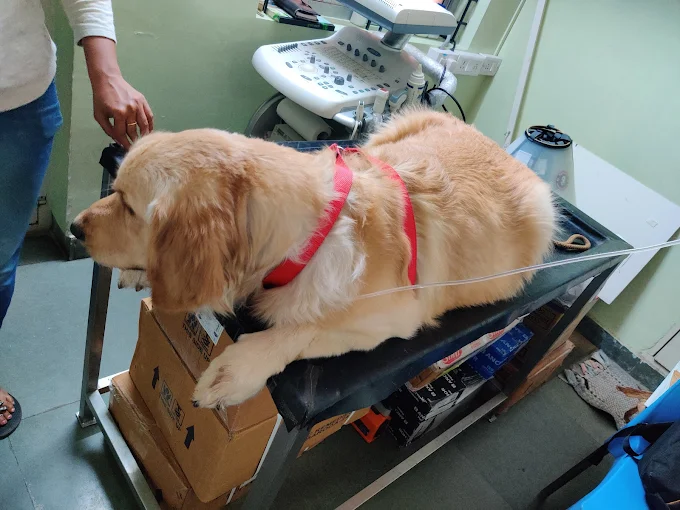 Prakruthi Vet Hospital Veterinary Clinic in Banashankari, Bengaluru — Facility Photo 3