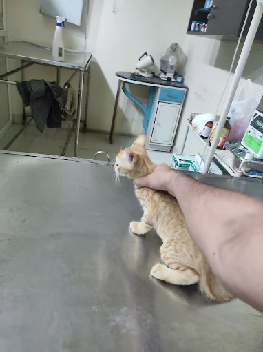 Rakshith Vet Pet Clinic Veterinary Clinic in JP Nagar, Bengaluru — Facility Photo 4