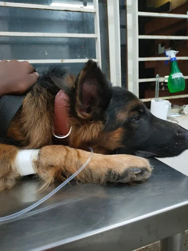 Renee Vet Hospital Veterinary Clinic in JP Nagar, Bengaluru — Facility Photo 5