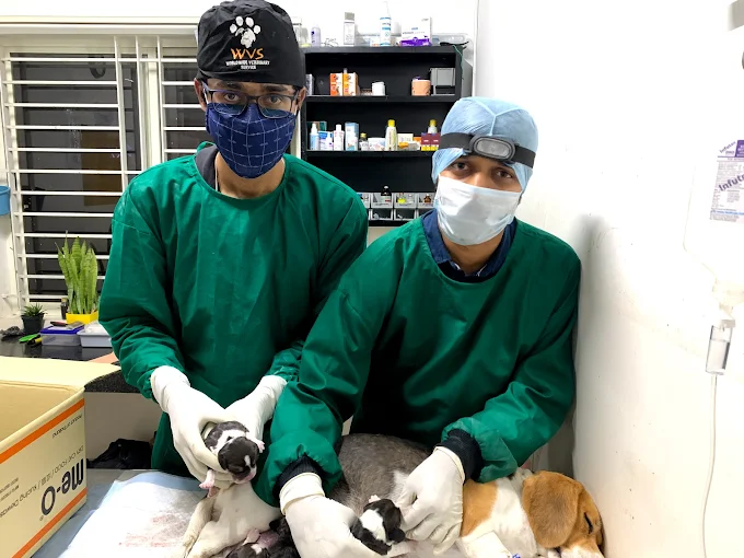 Renee Vet Hospital Veterinary Clinic in JP Nagar, Bengaluru — Facility Photo 8