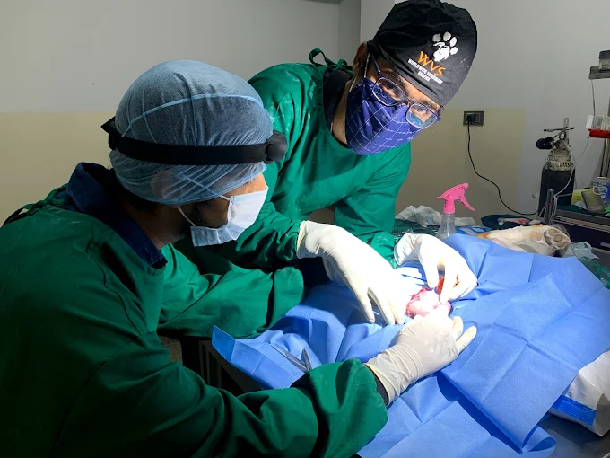 Renee Vet Hospital Veterinary Clinic in JP Nagar, Bengaluru — Facility Photo 9