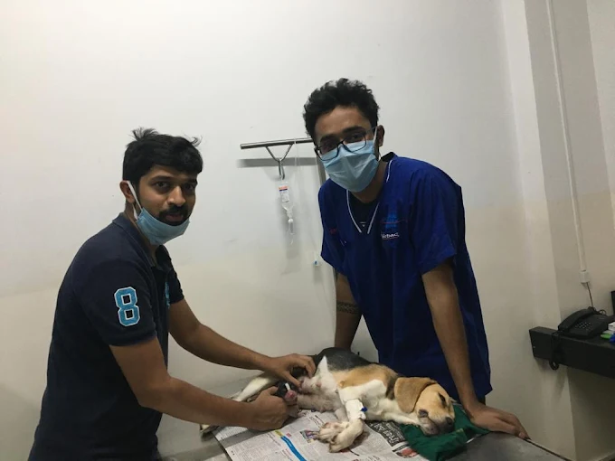 Renee Vet Hospital Veterinary Clinic in JP Nagar, Bengaluru — Facility Photo 11