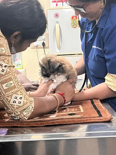 Dr Revathi’s Pet Clinic Veterinary Clinic in BTM Layout, Bengaluru — Facility Photo 3