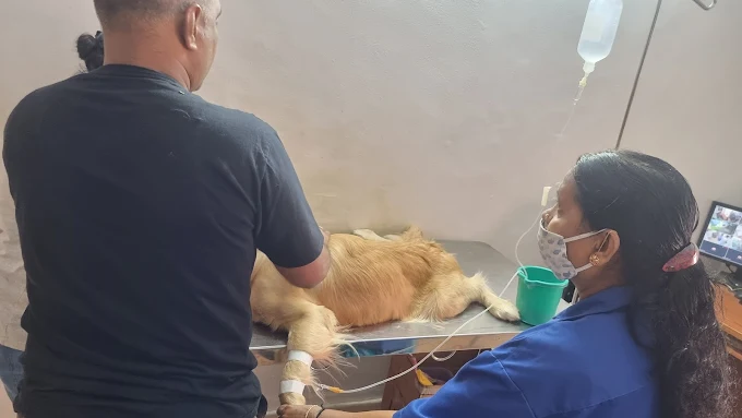 Sheryas Pet Hospital Veterinary Clinic in Mahalakshmipuram, Bengaluru — Facility Photo 4