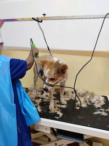 Sheryas Pet Hospital Veterinary Clinic in Mahalakshmipuram, Bengaluru — Facility Photo 5