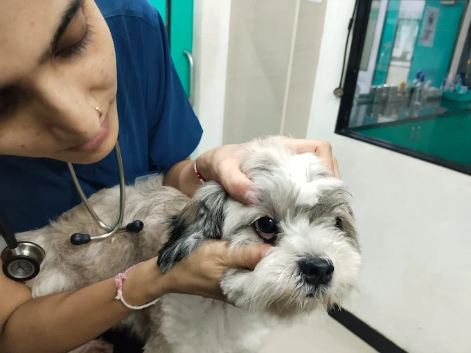 SKS Veterinary Hospital, Indiranagar Veterinary Clinic in Indiranagar, Bengaluru — Facility Photo 5