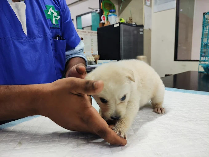 SKS Veterinary Hospital, Indiranagar Veterinary Clinic in Indiranagar, Bengaluru — Facility Photo 7