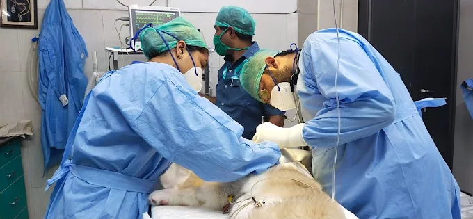 SKS Veterinary Hospital, Indiranagar Veterinary Clinic in Indiranagar, Bengaluru — Facility Photo 10
