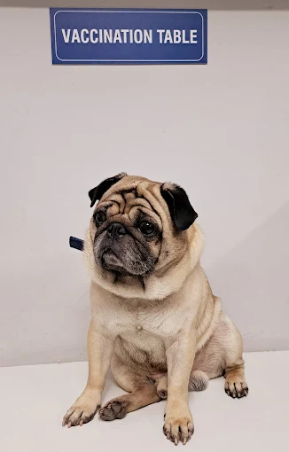 Swasthya Pet Clinic Veterinary Clinic in Banashankari, Bengaluru — Facility Photo 4