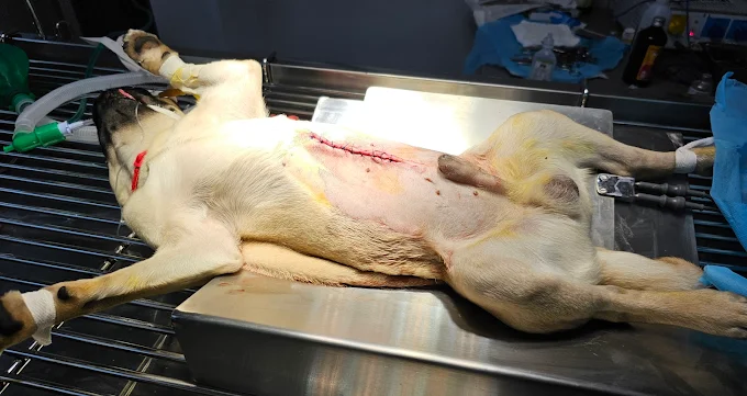 Swasthya Pet Clinic Veterinary Clinic in Banashankari, Bengaluru — Facility Photo 8