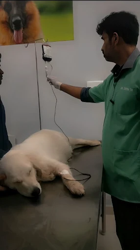 Swasthya Pet Clinic Veterinary Clinic in Banashankari, Bengaluru — Facility Photo 9