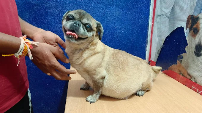 Supreme Pet Clinic, Badangpet Veterinary Clinic in Badangpet, Hyderabad — Facility Photo 2