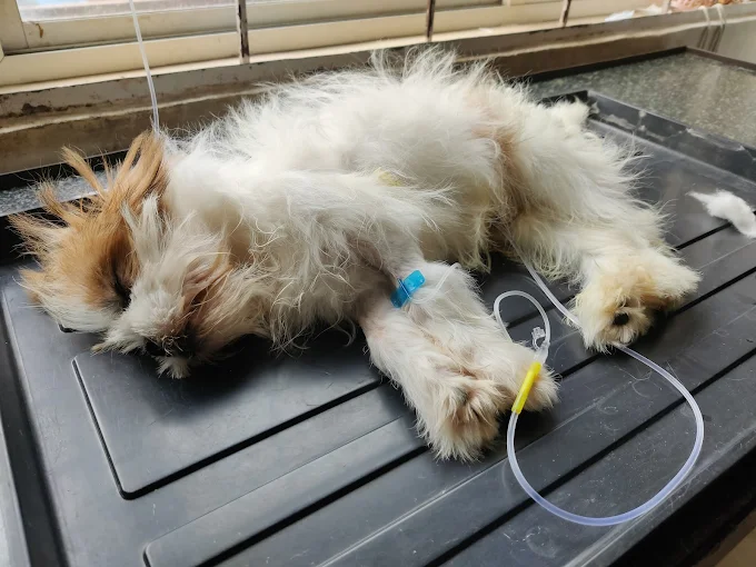 Lifeline Veterinary Clinic Veterinary Clinic in Hyderguda, Hyderabad — Facility Photo 2