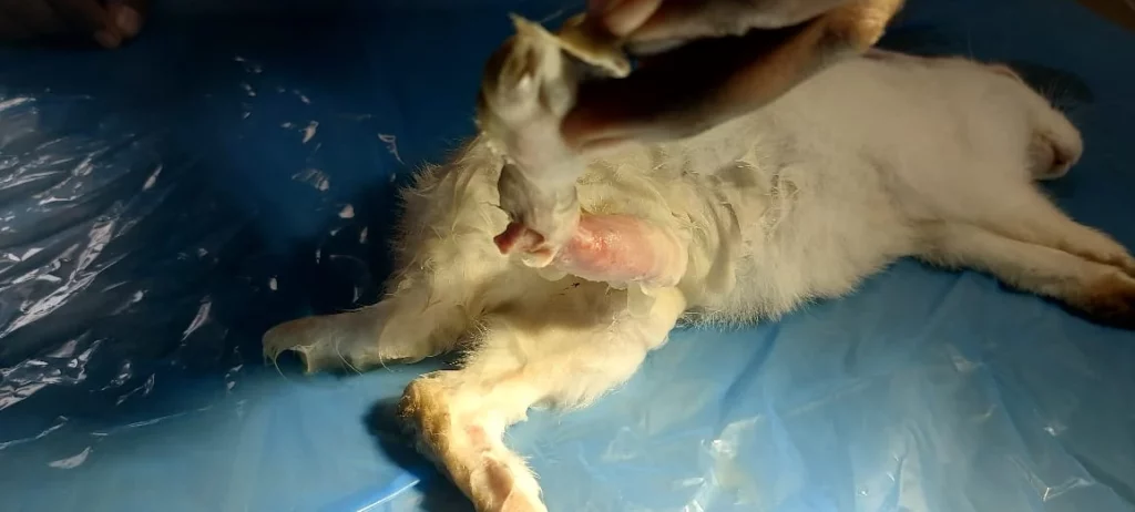 VetView Pet Clinic, Kompally Veterinary Clinic in Kompally, Hyderabad — Facility Photo 8