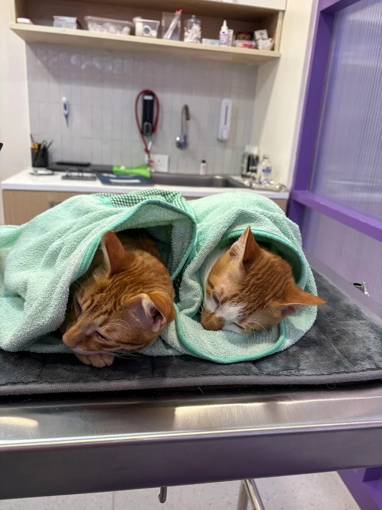 Supertails Pet Clinic, Banashankari Veterinary Clinic in Banashankari, Bengaluru — Facility Photo 5