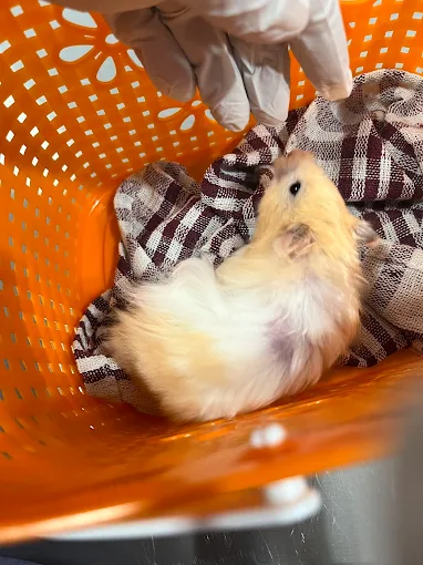 4 Paws Pet Clinic Veterinary Clinic in Muneshwara Nagar, Bengaluru — Facility Photo 2
