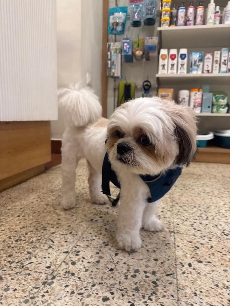 Dr. Paws Vet Clinic, Indiranagar – 24×7 Veterinary Clinic in Indiranagar, Bengaluru — Facility Photo 8
