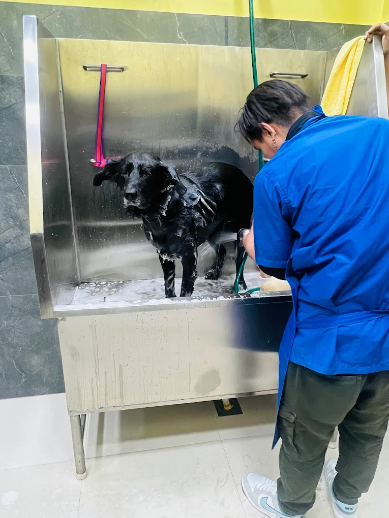 Vetic Pet Clinic, Domlur Veterinary Clinic in Domlur, Bengaluru — Facility Photo 9