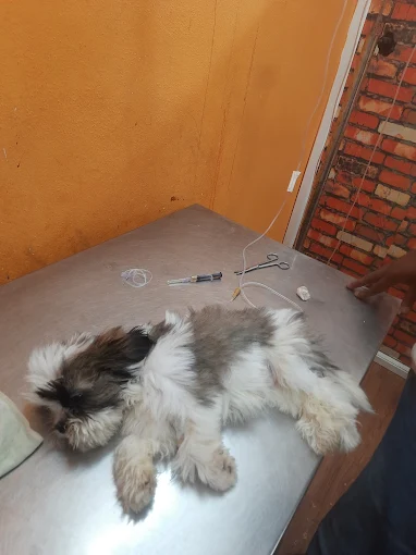 Supreme Pet Clinic, Badangpet Veterinary Clinic in Badangpet, Hyderabad — Facility Photo 4