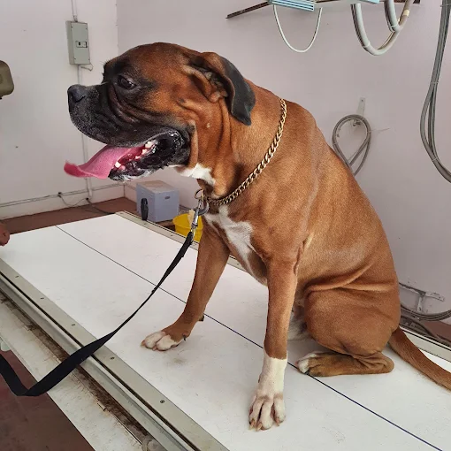 College Of Veterinary Science and Veterinary Hospital, Budwel Veterinary Clinic in Budwel, Hyderabad — Facility Photo 2