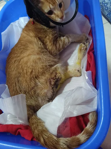 Paws & Hugs Animal Care Clinic Veterinary Clinic in Kamalanagar, Hyderabad — Facility Photo 3