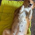Madhuroha Pet Care Veterinary Clinic in Tirumalagiri, Hyderabad — Facility Photo 4