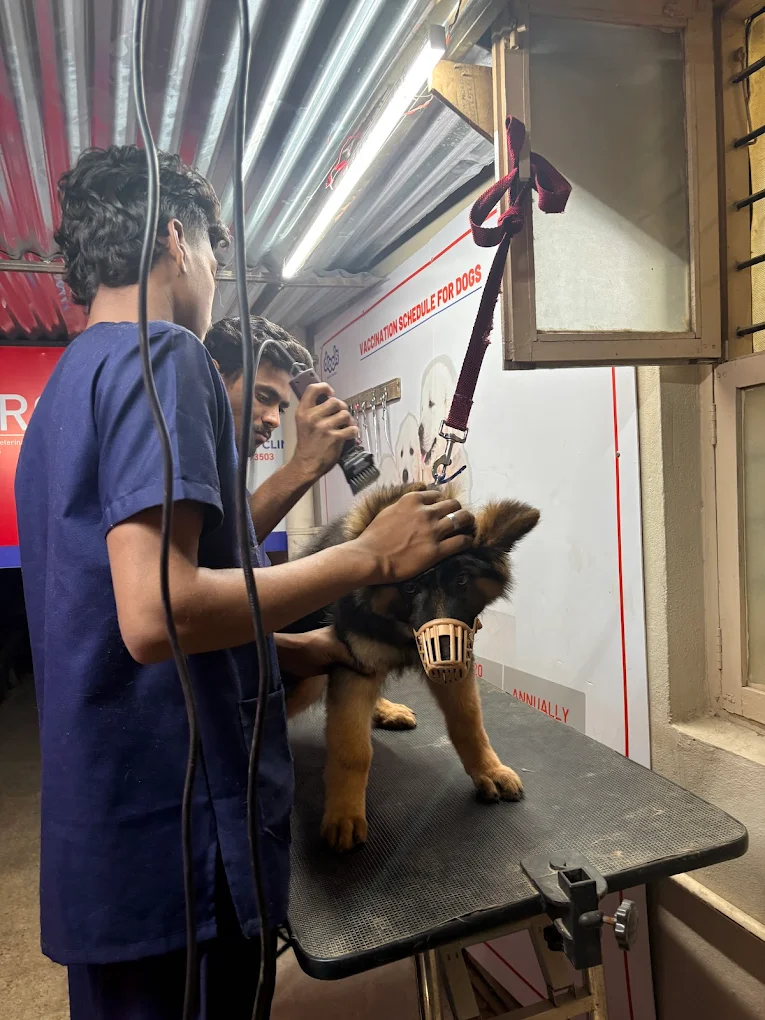 VetView Pet Clinic, Kompally Veterinary Clinic in Kompally, Hyderabad — Facility Photo 9